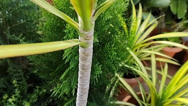 How to grow and care Dracaena Marginata.... a beautiful houseplant. смотреть онлайн