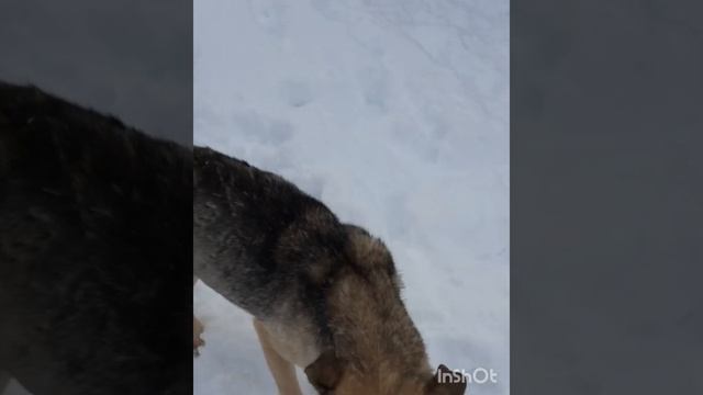 Каждая собачка ,в нашем приюте ,ждёт своего человека. смотреть онлайн