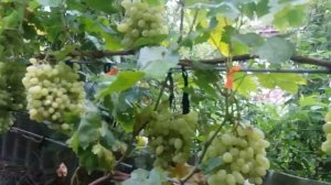 Калининградский виноград. Долгожданный.
