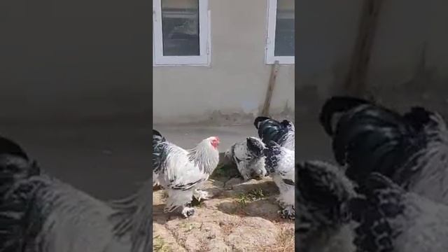 Brama Isabella black white fluff 2+3 Тёмный пух #chicken #tovuqlar #куры #товук #brama #brahma смотреть онлайн