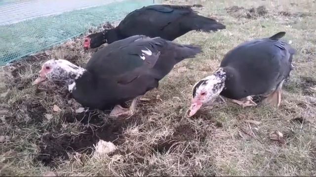 Контактный зоопарк КИНОэнималс в Mistral Hotel & SPA. смотреть онлайн