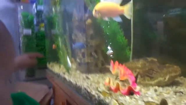 Рыбки Бетховен 2 смотреть онлайн