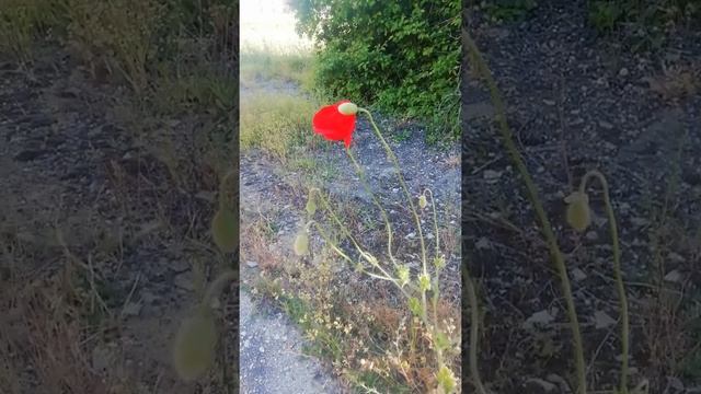 Растение Мак (природа полуострова Крым) смотреть онлайн