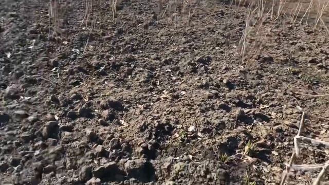 первые лесные цветы...???? смотреть онлайн