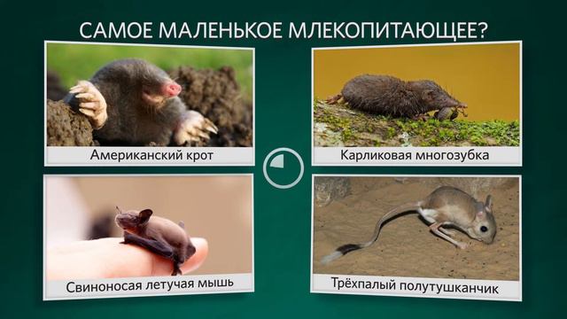 САМЫЙ МАЛЕНЬКИЙ ГОРОД? Проверь знания и интуицию. [Квиzzи] смотреть онлайн