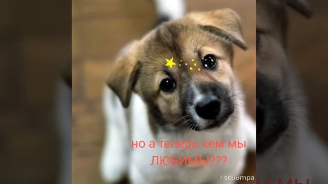 Мы в ответе кого приручили!!🐕🐈🐩