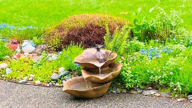 Купание Красной Малиновки / Red Robin Spa Day смотреть онлайн