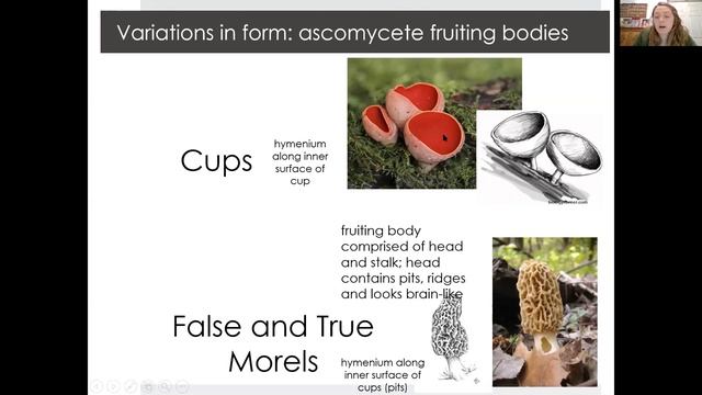 1802 lab Fungi - Activity 4: Ascomycetes смотреть онлайн