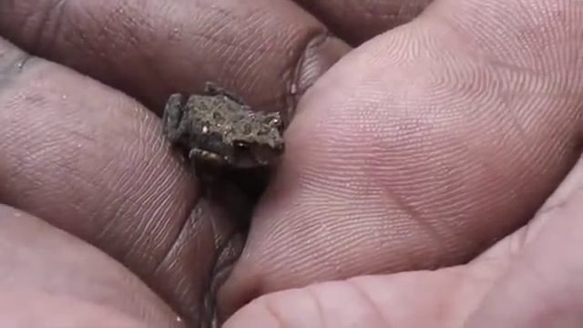 Самая маленькая лягушка в мире смотреть онлайн