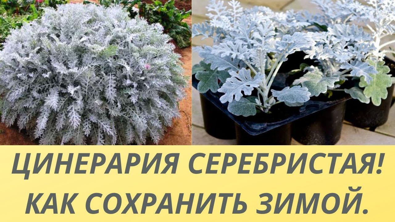 ЦИНЕРАРИЯ СЕРЕБРИСТАЯ! КАК СОХРАНИТЬ И РАЗМНОЖИТЬ ЗИМОЙ.СПОСОБ РАЗМНОЖЕНИЯ БЕЗ ПОСЕВА СЕМЯН. смотреть онлайн