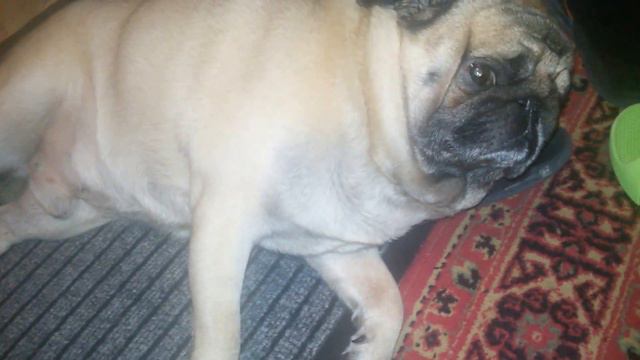 Мопс смешно спит!!! смотреть онлайн