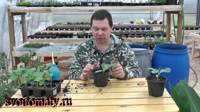 Два способа привить огурец на лагенарию смотреть онлайн