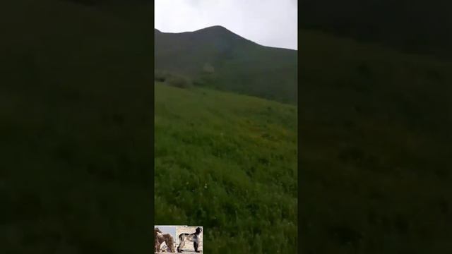 КЫРГЫЗСТАН. Сусамыр! смотреть онлайн