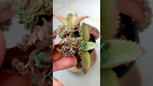 On leaves of Bryophyllum plant there are many teeth that grow on the dent of many buds. смотреть онлайн