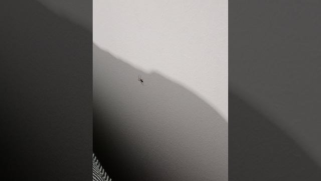 Я сфоткала чю чють больше паука ещё вчера смотреть онлайн