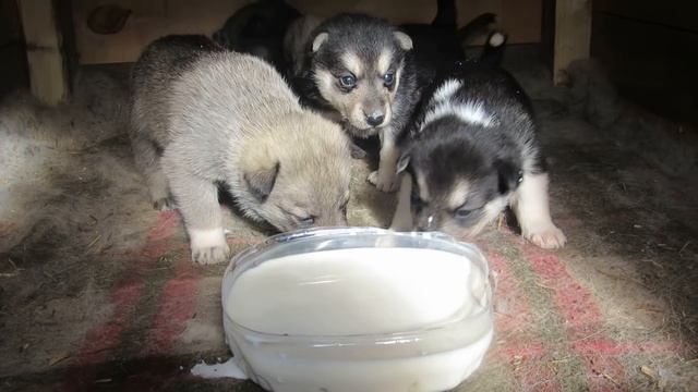 Пробую кормить щенков молоком нам  19 дней!