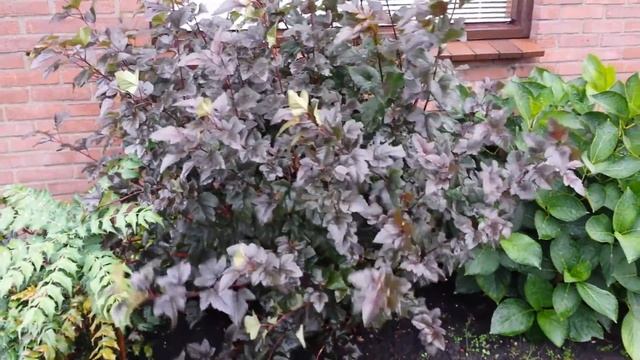 Physocarpus opulifolius 'Diabolo' смотреть онлайн