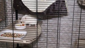 Сколько живут крысы и как продлить им жизнь. Продолжительность жизни крыс в домашних условиях