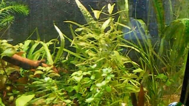 Травник в 200 литрах. 3-й день после запуска на светильнике Rival Aqua смотреть онлайн