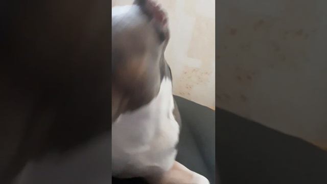 Амстафф Локи 2 года | Страшна? | Стаффорд | Amstaff | Staffy смотреть онлайн
