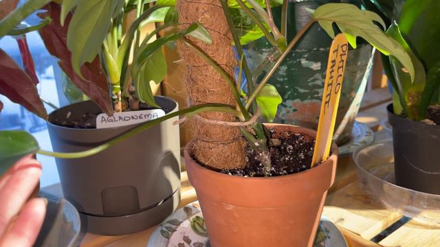 30 Philodendron collection tour. Rare and common, Florida beauty, Mexicanum, Jose bueno, PPP смотреть онлайн