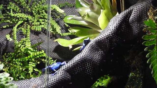 Feeding my Dendrobates tinctorius 'Azureus' смотреть онлайн