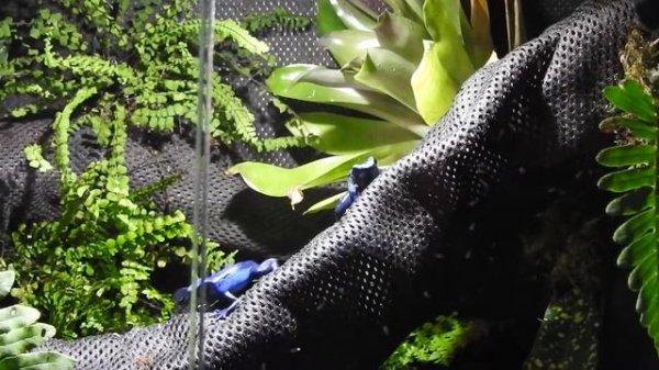 Feeding my Dendrobates tinctorius 'Azureus'
