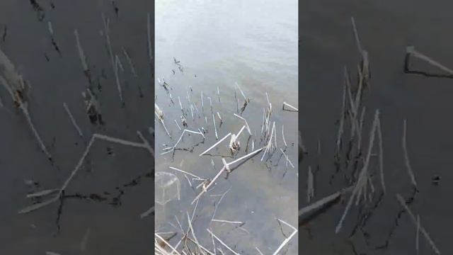 рыбалка с Павлом, в Кудиново смотреть онлайн