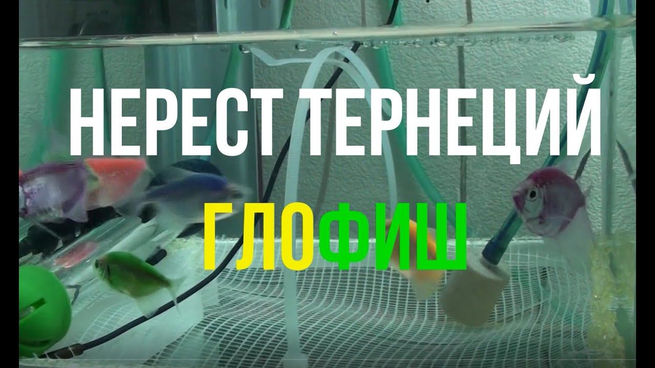 НЕРЕСТ ТЕРНЕЦИЙ ГЛОФИШ | ИКРА ТЕРНЕЦИИ | РАЗВЕДЕНИЕ ТЕРНЕЦИИ GLOFISH