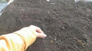 Выращивание туи из семян. Как размножить туи. Чем занять себя осенью ?