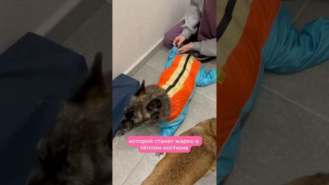 Обновки Квинси #спинальник #собакаизприюта #dogwheelchair смотреть онлайн