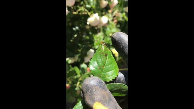 Eden Rose(龙沙宝石)玫瑰花季修剪 смотреть онлайн