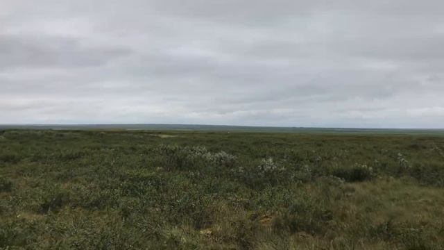 Идём в тундру собирать морошку ? +10° ? смотреть онлайн