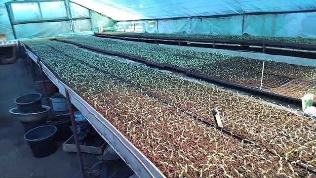 ГЛАВНАЯ ПРИЧИНА ПОЯВЛЕНИЯ ЧЕРНОЙ НОЖКИ /СТРЕСС РАССАДЫ смотреть онлайн