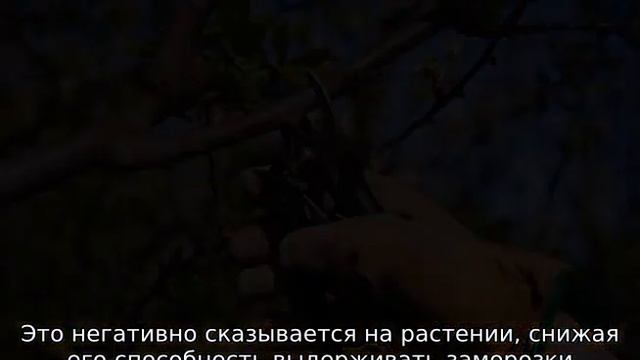 Обрезка вишни весной смотреть онлайн