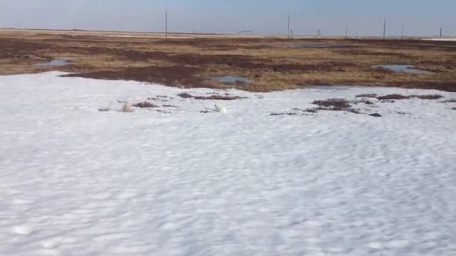 Охота на песца смотреть онлайн