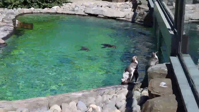 Пингвинчики Новосибирского зоопарка.....Penguins Of The Novosibirsk Zoo...