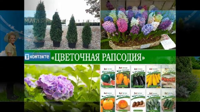 Группа ВКОНТАКТЕ «ЦВЕТОЧНАЯ РАПСОДИЯ» смотреть онлайн