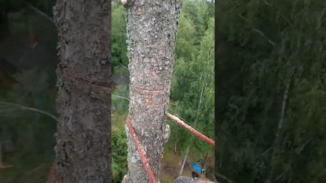 Спилить дерево на своем участке смотреть онлайн