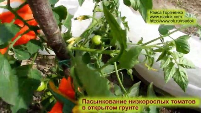 Пасынкование низкорослых томатов в открытом грунте смотреть онлайн