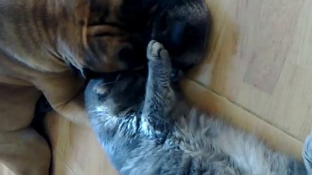 бульмастиф и кошка смотреть онлайн
