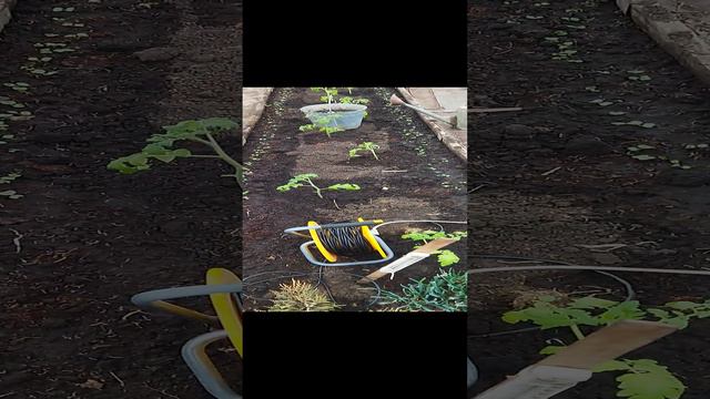 Теплица, весна.