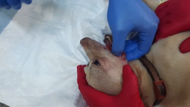 Клинический случай. Санация ротовой полости и удаление зубов у собаки. смотреть онлайн