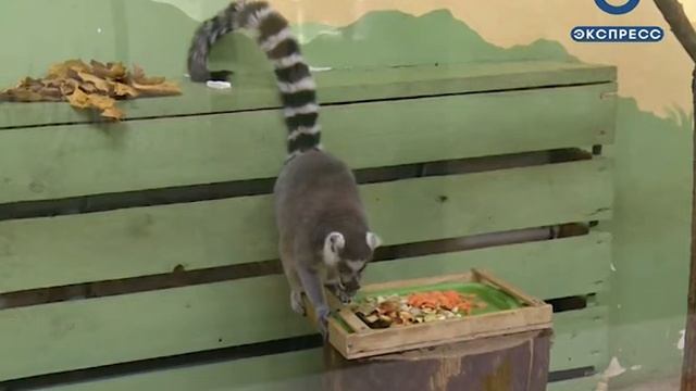 В пензенском зоопарке появились детеныши кошачьих лемуров смотреть онлайн