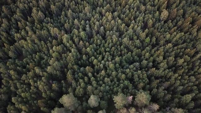 Green Screen Background drone view of a forest filmed straight from above/Chroma Key Backgrounds смотреть онлайн