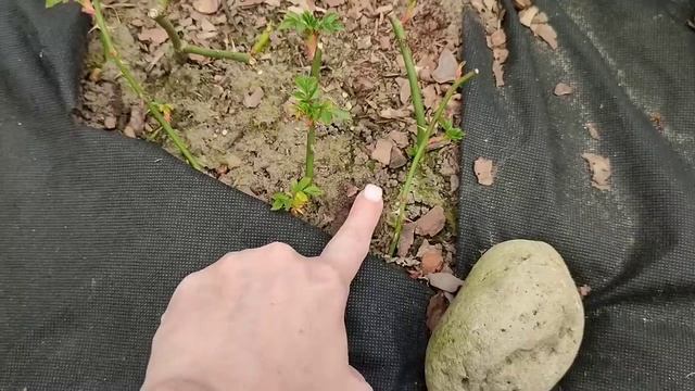 Апрельские хлопоты в саду или как объять необъятное. #дача #розы #сад #хобби смотреть онлайн