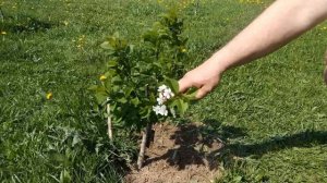 Обрезка черешни. Первый и второй год. Основные принципы