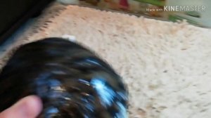 Как лечить опухшие глаза у красноухих черепах. Красные глаза. Помутнение глаз. Болезни глаз.