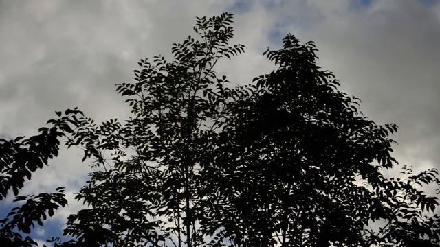 Nikon D5000 SLR Camera Test Video смотреть онлайн