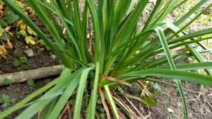 Книфофия из семян Первое цветение